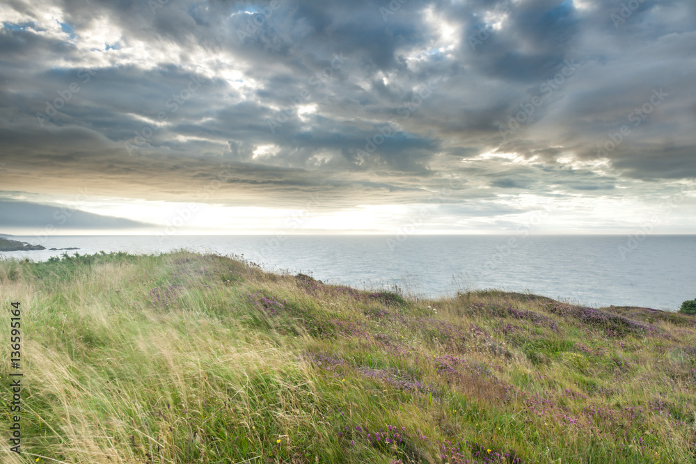 Wild grasses and coastine against cloudy sky, Ardglass, County Down, Northern Ireland Wild grasses and coastine against cloudy sky, Ardglass, County Down, Northern Ireland