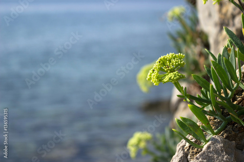 Samphire Crithmum maritimum plant in Mediterranean. Green flower photo