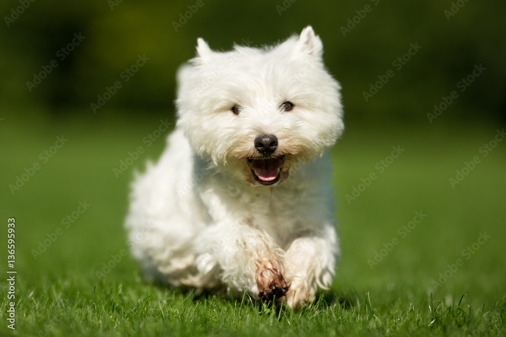 West Highland White Terrier Dog West Highland White Terrier Dog