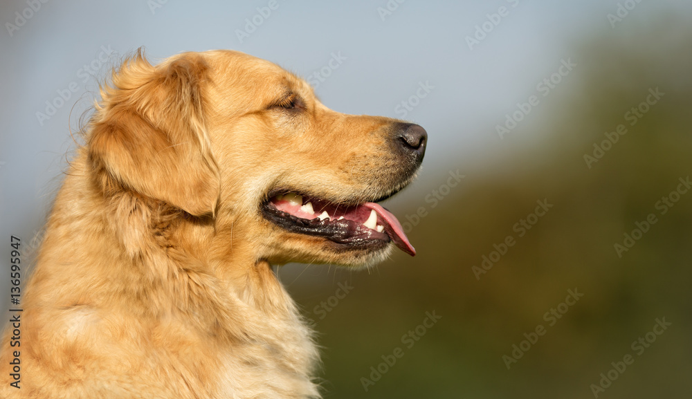 Golden Retriever Dog Golden Retriever Dog
