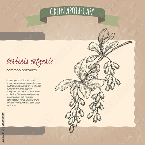 Berberis vulgaris aka common barberry sketch.