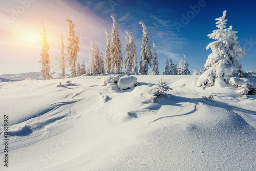 magical winter snow covered tree 