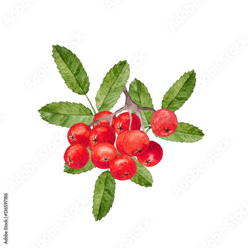 Sprig of ripe rowan berries and leaves. Watercolor photo
