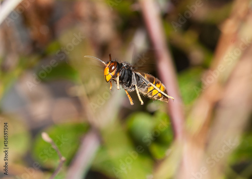 Asian hornet in flight  © roberto