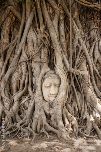 Amazing Buddha Head in tree roots at Mahatat Temple, Ayuttaya, Thailand