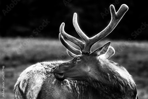 Black and white elk  photo