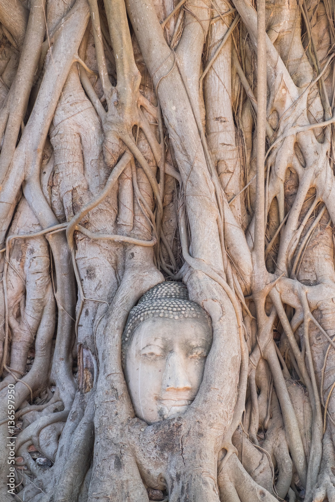 Head of Buddha statue in the tree roots at Wat Mahathat temple, the historical Park of Ayutthaya