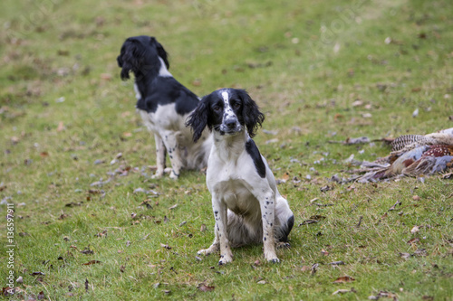 Working Dogs In The Field