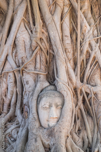 Obraz na płótnie Head of Buddha statue in the tree roots at Wat Mahathat temple, the historical Park of Ayutthaya w salonie