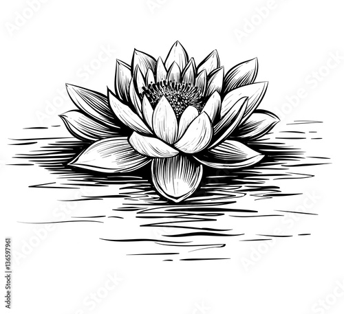 Water lily, hand drawn vector. Lotus illustration.