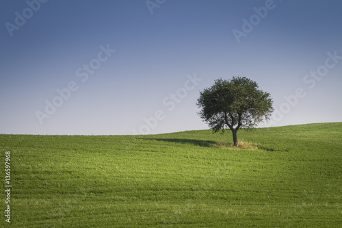 Lone tree in the green field