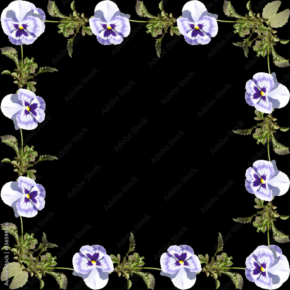 The frame of pansies on a black background 