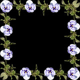 The frame of pansies on a black background 
