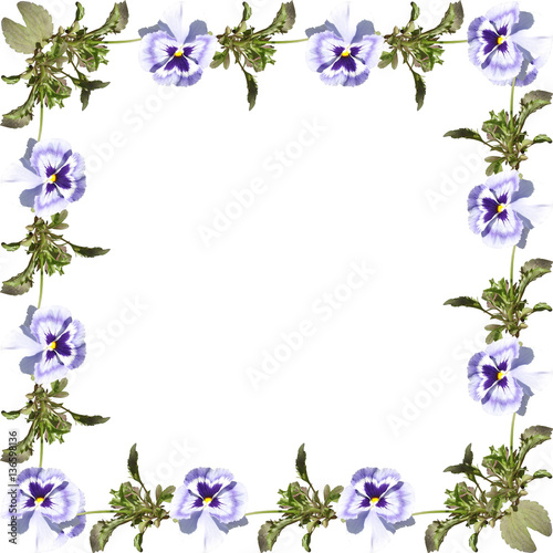 The frame of pansies on a white background 