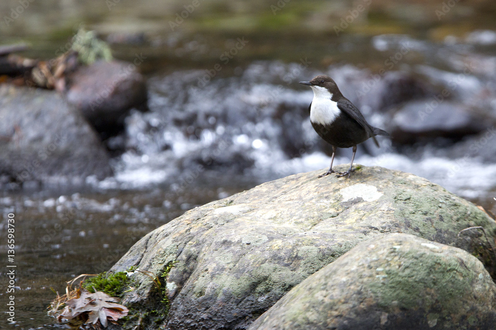 Fototapeta premium White-throated dipper. Cinclus cinclus