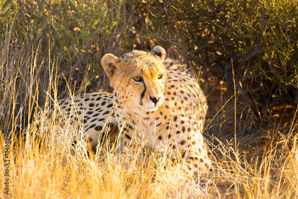 Cheetah in the Etosha National Park, Namibia Cheetah in the Etosha National Park, Namibia