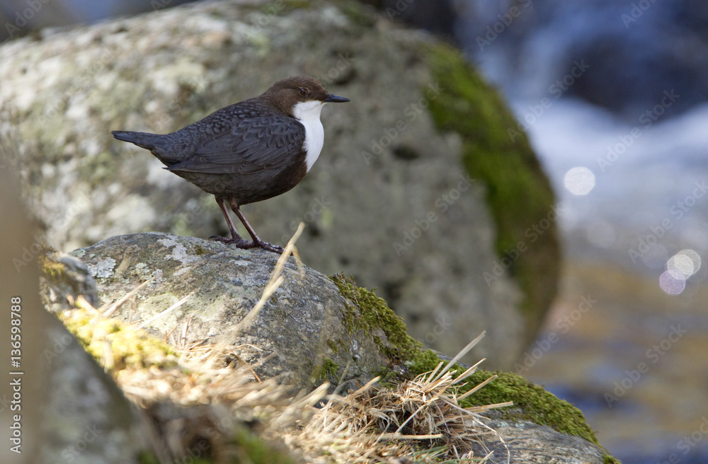 White-throated dipper. Cinclus cinclus White-throated dipper. Cinclus cinclus