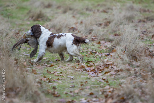 Working Dogs In The Field photo