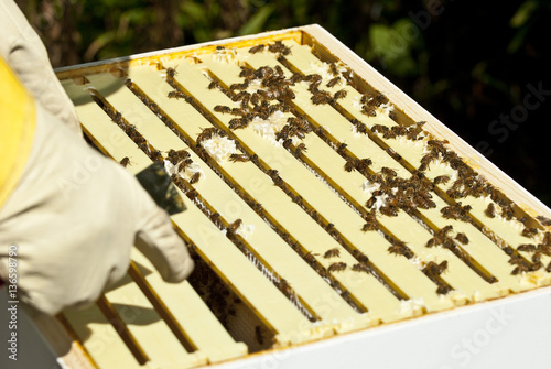 Beekeeping