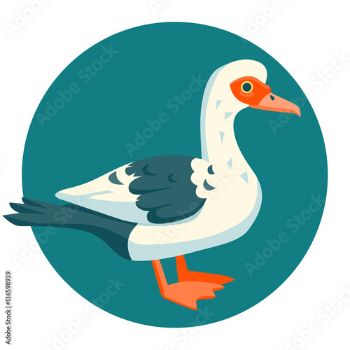  Muscovy Duck funny vector illustration cartoon style