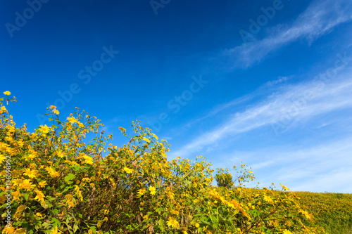 Mexican sunflower field in blue sky