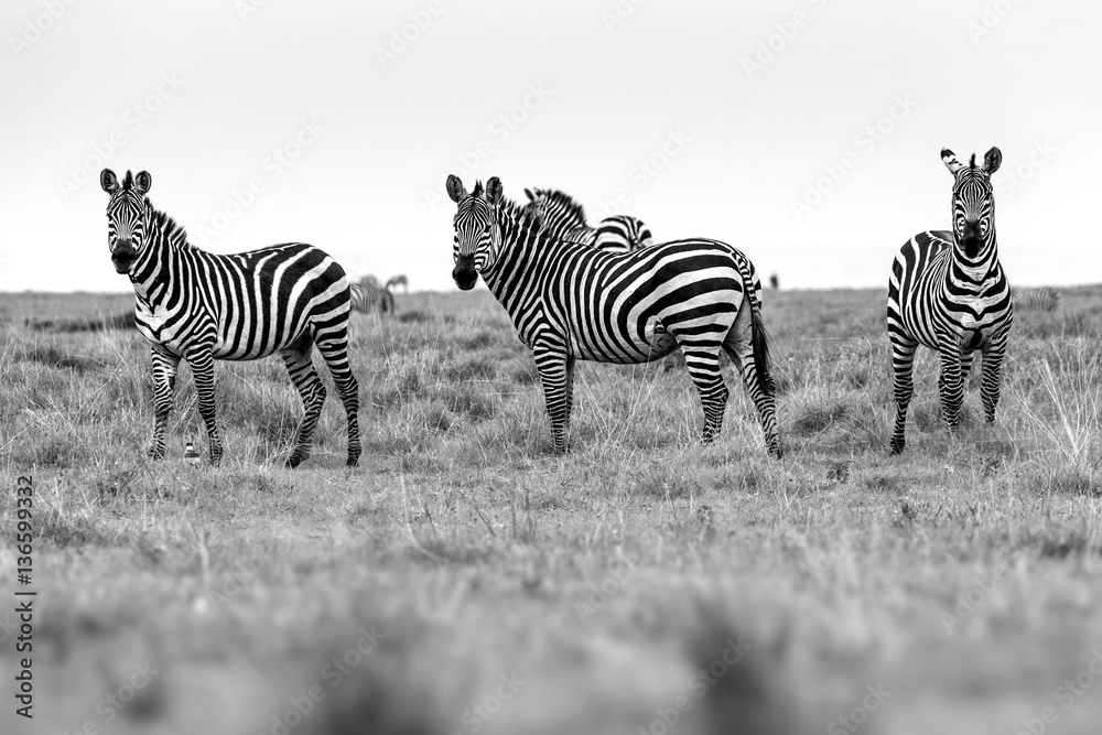 Fototapeta premium Zebra portrait on African savanna. Safari in Serengeti, Tanzania