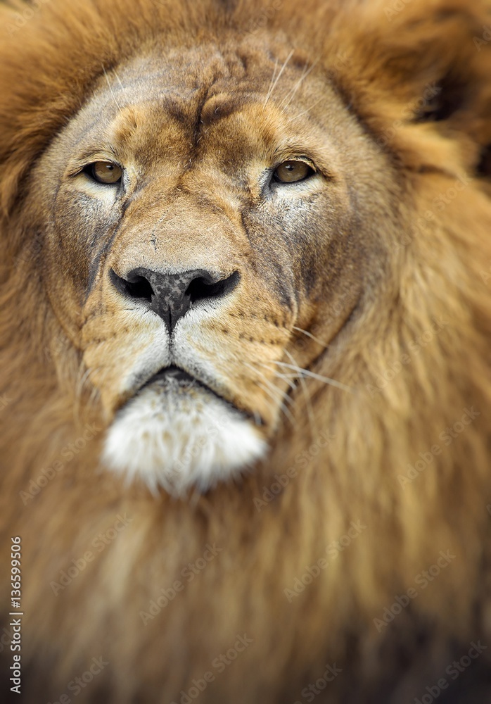 Portrait of huge beautiful male African lion. Selective focus.