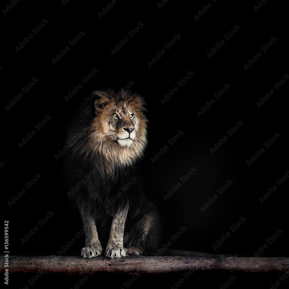 Fototapeta premium Portret pięknego lwa, lwa w ciemności