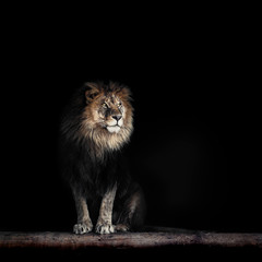 Crédence de cuisine Lion Portrait of a Beautiful lion, lion in dark  © Baranov
