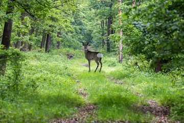 Fotobehang Ree Waakzame ree op lentebospad  © Arpad