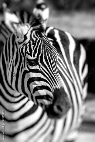 Zebra portrait on African savanna. Safari in Serengeti  Tanzania