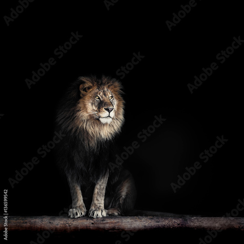 Fototapeta Naklejka Na Ścianę i Meble -  Portrait of a Beautiful lion, lion in dark