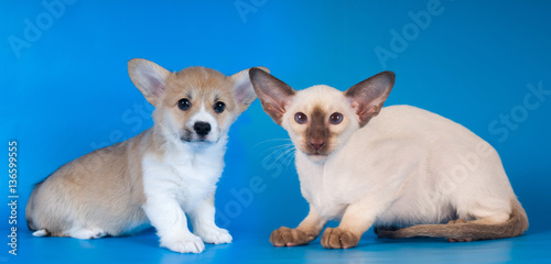 Pembroke Welsh Corgi puppy and siam kitten