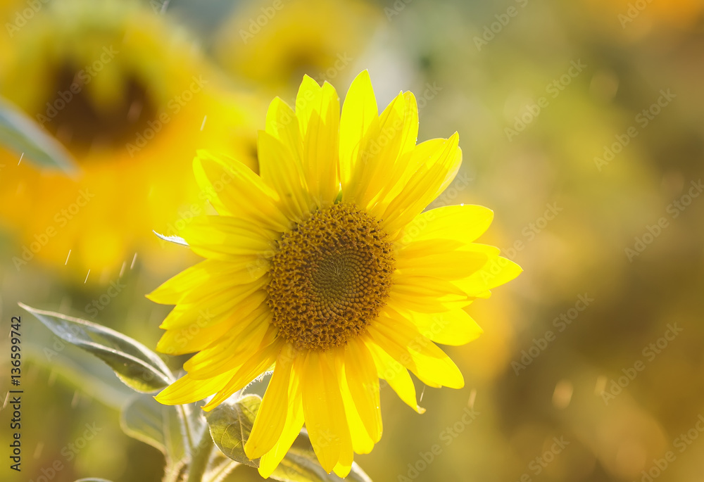Fototapeta premium bright yellow flower of a sunflower is growing on the field