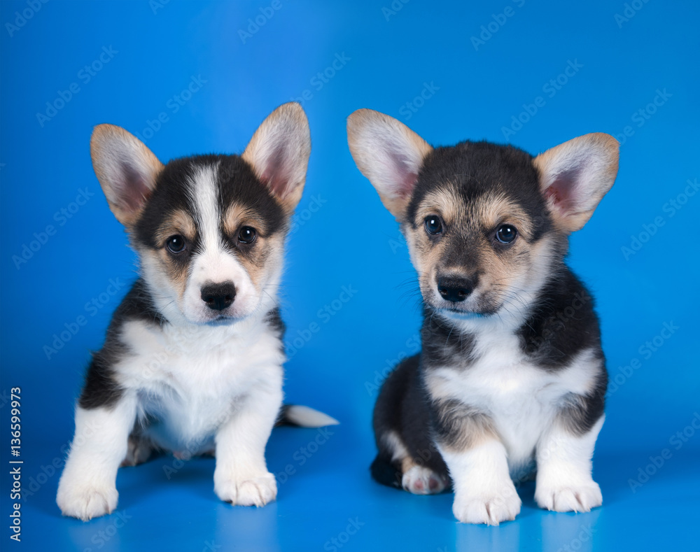 Two brothers Pembroke Welsh Corgi Two brothers Pembroke Welsh Corgi