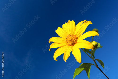 yellow Mexican sunflower in blue sky