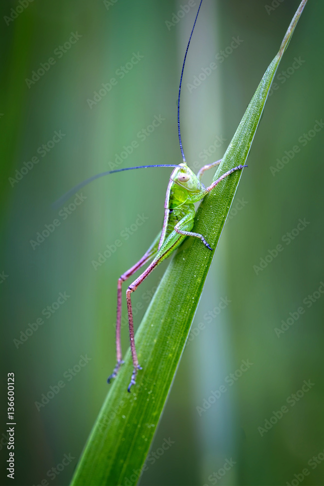 Small green grasshopper on the grass Small green grasshopper on the grass