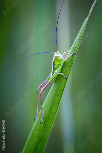 Small green grasshopper on the grass