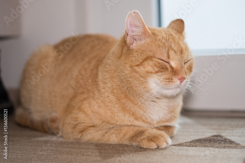 Ginger cat sleeping on carpet