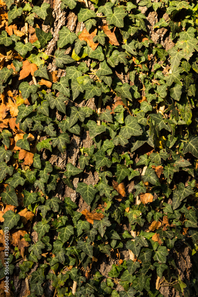Fototapeta premium The ivy curls on the tree background. Climbing green plant and a
