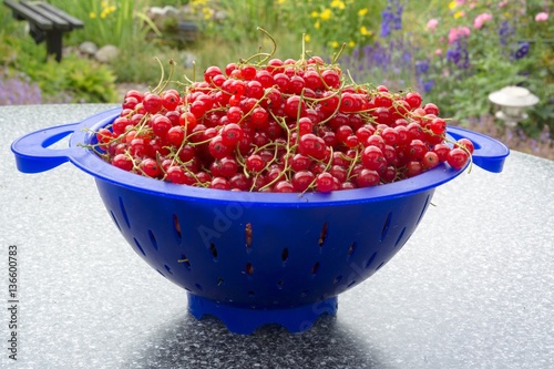 rote Johannisbeeren frisch geerntet