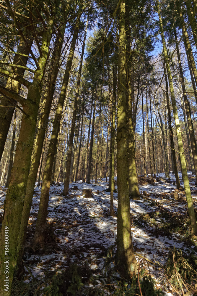 forest winter landscape on a sunny day forest winter landscape on a sunny day