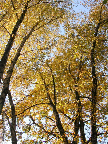 Autumn Golden birch leaves against the sky.