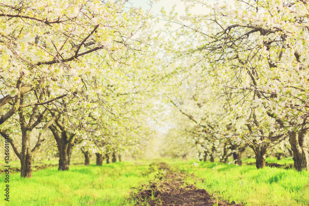 Fototapeta premium Blossoming spring cherry garden.