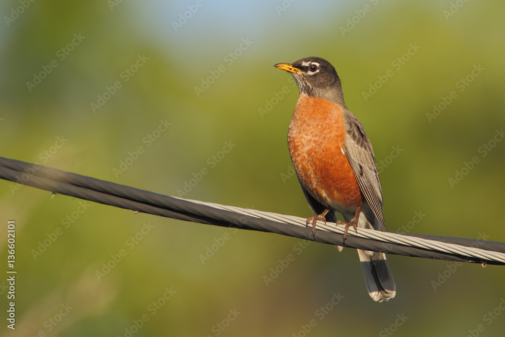 American robin (Turdus migratorius) on wire, Lake Marian, Florida, USA American robin (Turdus migratorius) on wire, Lake Marian, Florida, USA