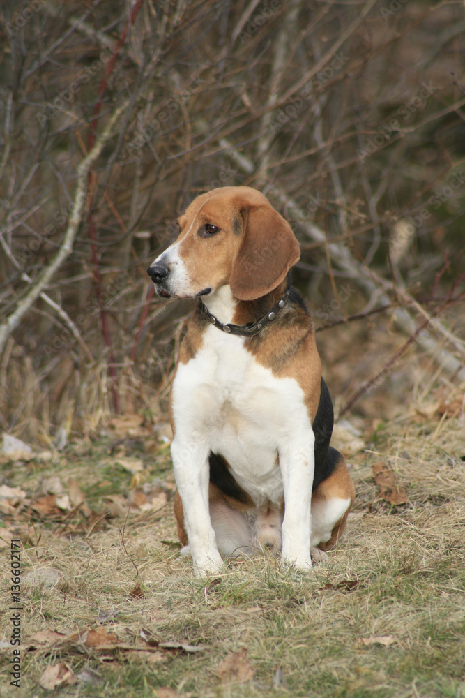 Estonian Hound great hunting dog