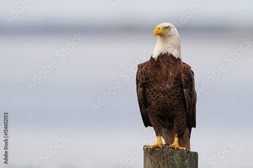 American Bald Eagle (Haliaeetus leucocephalus) sitting on post, Kissimmee, Florida, USA