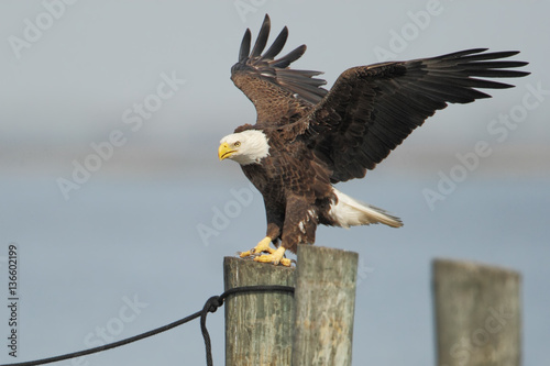 American Bald Eagle (Haliaeetus leucocephalus) landing on post wings open, St Cloud, Florida, USA