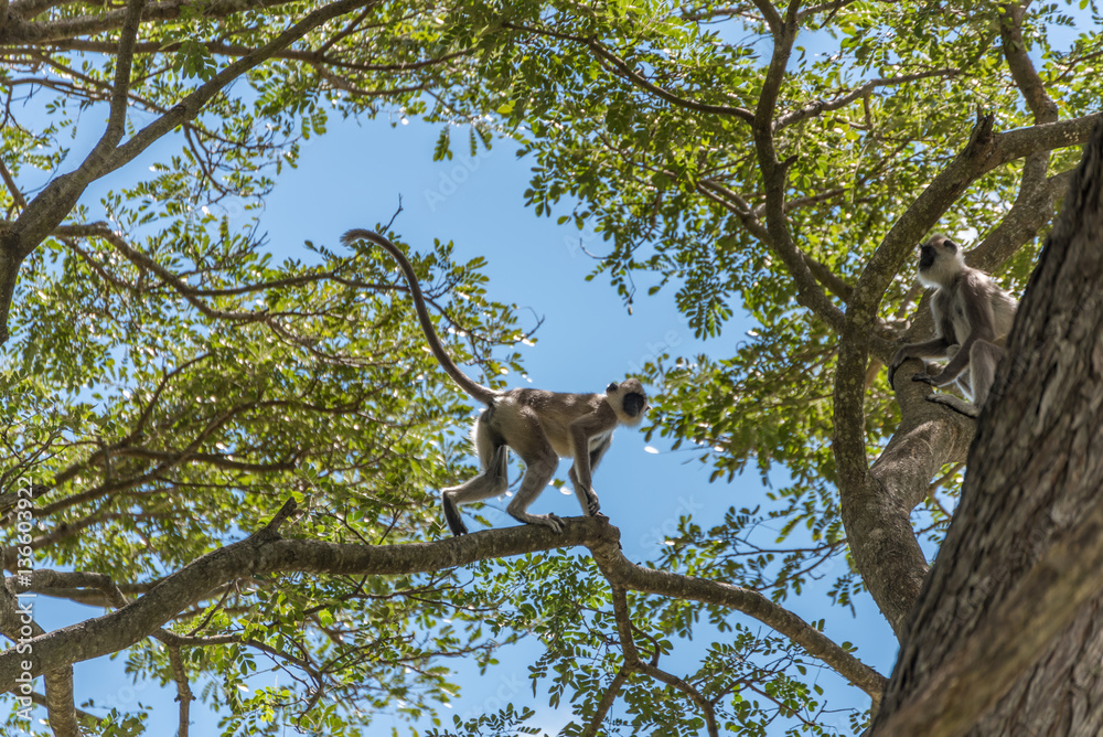 Affen auf einem Baum