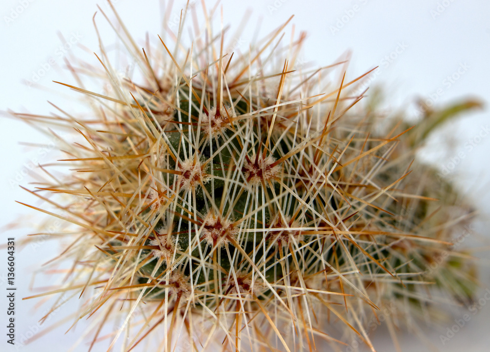 Macro photo  cactus, small, on a white background

